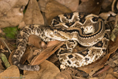 Crotalus tzabcanYucatn Rattlesnake