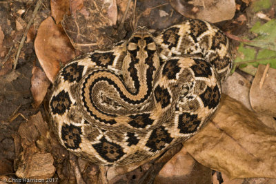 Crotalus tzabcanYucatn Rattlesnake