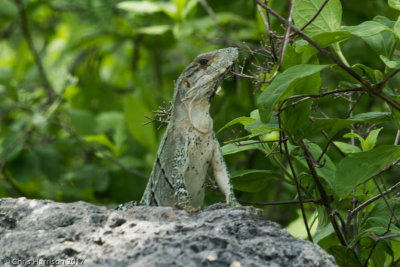 Ctenosaura similisBlack Spiny-tailed Iguana