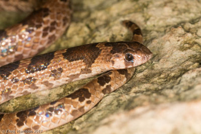 Ficimia publiaBlotched Hook-nosed Snake