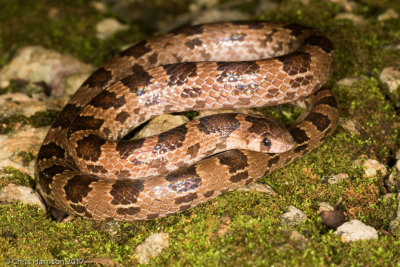Ficimia publiaBlotched Hook-nosed Snake