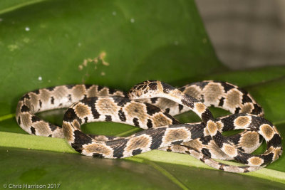 <i>Imantodes gemmistratus</i></br><b>Central American Tree Snake</b>