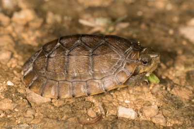 Kinosternon creaseriCreaser's Mud Turtle