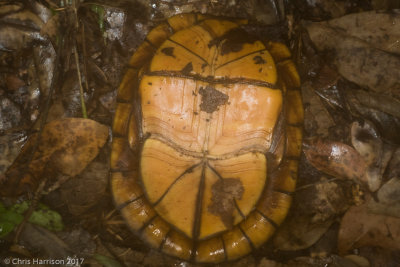 Kinosternon_scorpiodesScorpion Mud Turtle