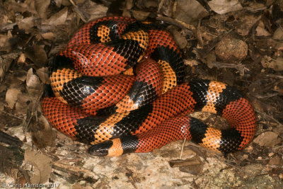 Lampropeltis abnormaGuatemalan Milksnake