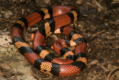 Lampropeltis abnormaGuatemalan Milksnake