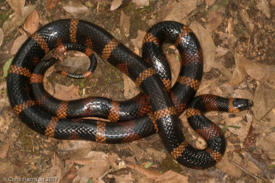 Lampropeltis abnormaGuatemalan Milksnake