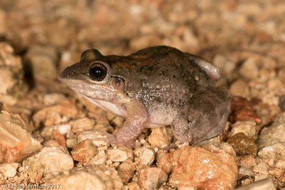 Leptodactylus fragilisMexican White-lipped Frog