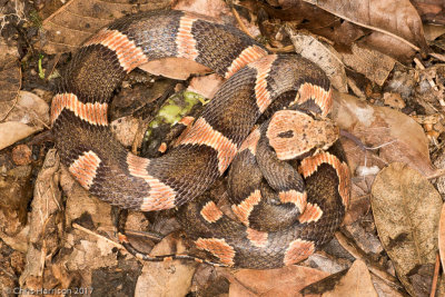 Leptodeira frenataRainforest Cat-eyed Snake