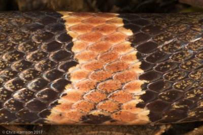 Leptodeira frenataRainforest Cat-eyed Snake