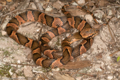 Leptodeira frenataRainforest Cat-eyed Snake