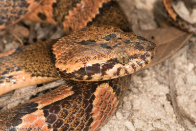 Leptodeira frenataRainforest Cat-eyed Snake