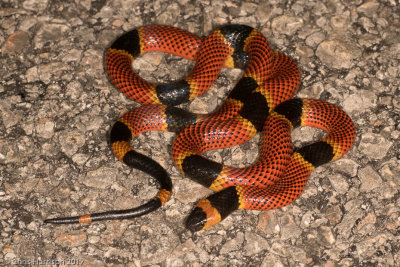 Micrurus diastema alienusYucatecan Coralsnake