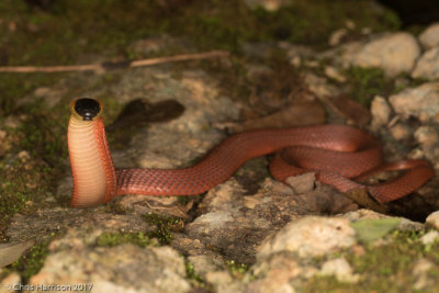 Ninia sebae morleyiYucatecan Coffee Snake