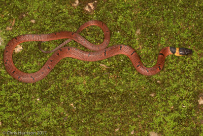 Ninia sebae morleyiYucatecan Coral Snake