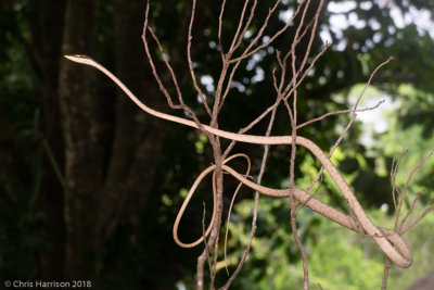 Oxybelis microphthalmusBrown Vine Snake
