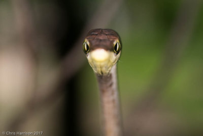 Oxybelis microphthalmusBrown Vine Snake