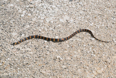 Pliocercus elapoidesVariegated False Coral Snake