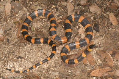 Pliocercus elapoidesVariegated False Coral Snake