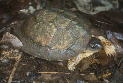 Rhinoclemmys areolataFurrowed Wood Turtle