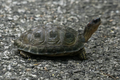 Rhinoclemmys areolataFurrowed Wood Turtle