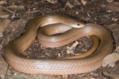 Stenorrhina freimenvilleiBlood Snake