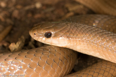 Stenorrhina freimenvilleiBlood Snake
