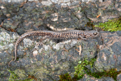 Aneides hardiiSacramento Mountain Salamander