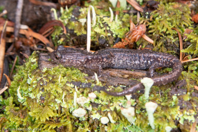 Aneides hardiiSacramento Mountain Salamander