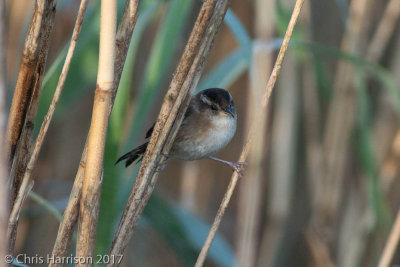 Marsh Wren