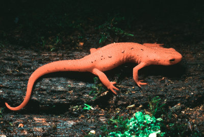 Notophthalmus viridescens Eastern Newt - eft