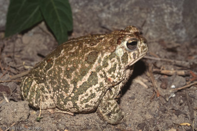 Anaxyrus cognatusGreat Plains Toad