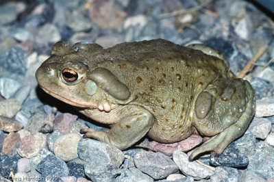 Incilius alvariusColorado River Toad