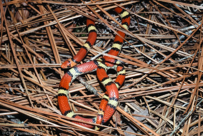 Cemophora coccinea coccineaNorthern Scarletsnake