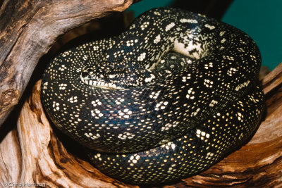 Morelia spilota spilotaDiamond Python