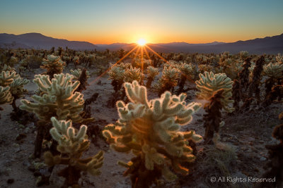 Cholla Cactus Sunrise