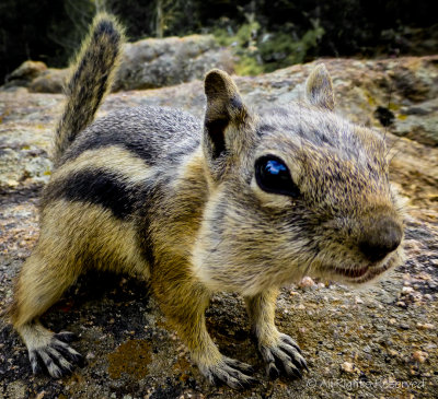 Hello! Got more Nuts?