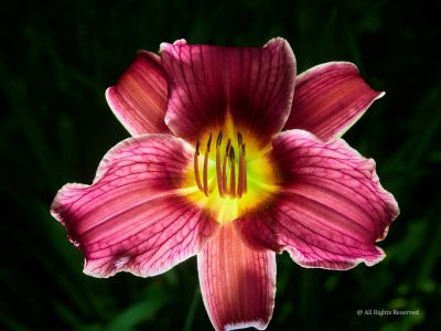 Glowing Day Lily
