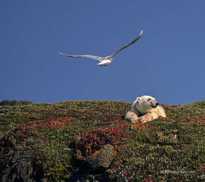 Gull Harassing a Polar Bear
