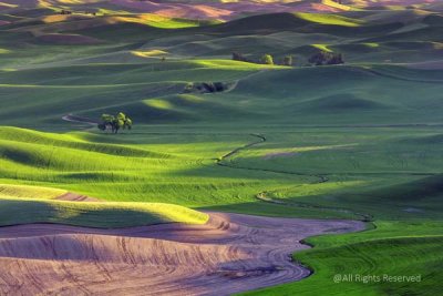 Evening Shadows