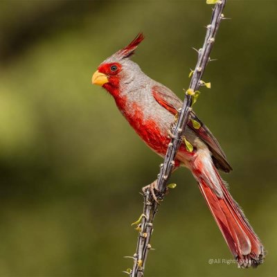 Pyrrhuloxia