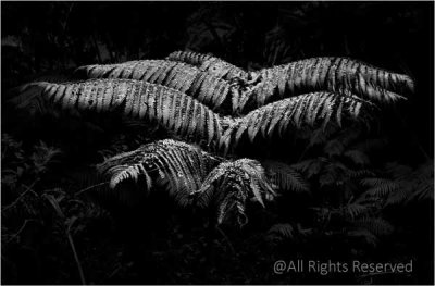 Ferns in Flight