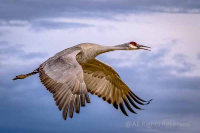 In Flight