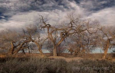 Old Trees