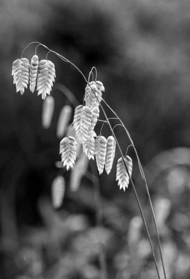 Pendulous Flowers