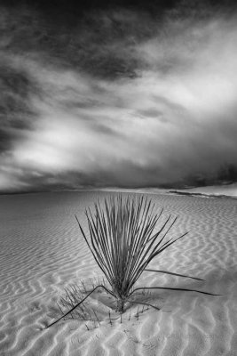 Yucca, Dune, and Cloud