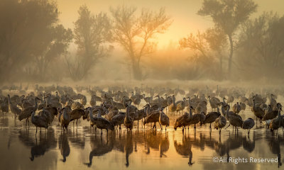 Cranes on Misty Pond
