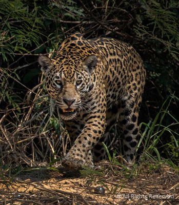 Pantanal Jaguar