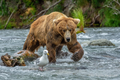 Looking for Dinner