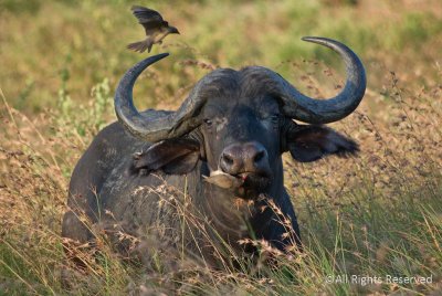 Cape Buffalo with Oxpecker